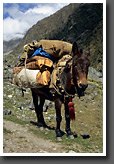 Mule
