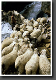 Waiting for the Sheep to cross