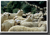 Flocks blocking the Path
