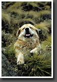 Shepherd Dog