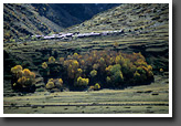 Pachhu village