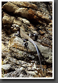 Kashmir Rock Agama