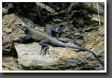Kashmir Rock Agama