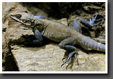 Kashmir Rock Agama