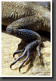 Kashmir Rock Agama