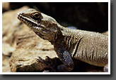 Kashmir Rock Agama