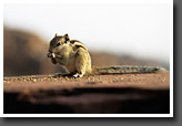 Chipmunk