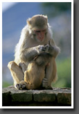 Rhesus Macaque