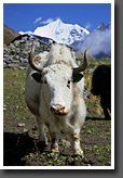 Yak