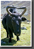 Portrait of a Yak