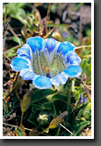 Gentian