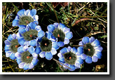 Gentian