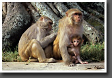Monkey Family