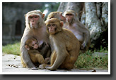 Monkey Family