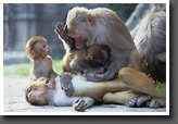 Monkey Family